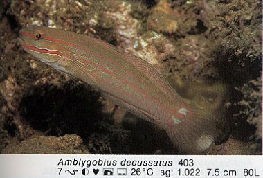 Amblygobius decussatus